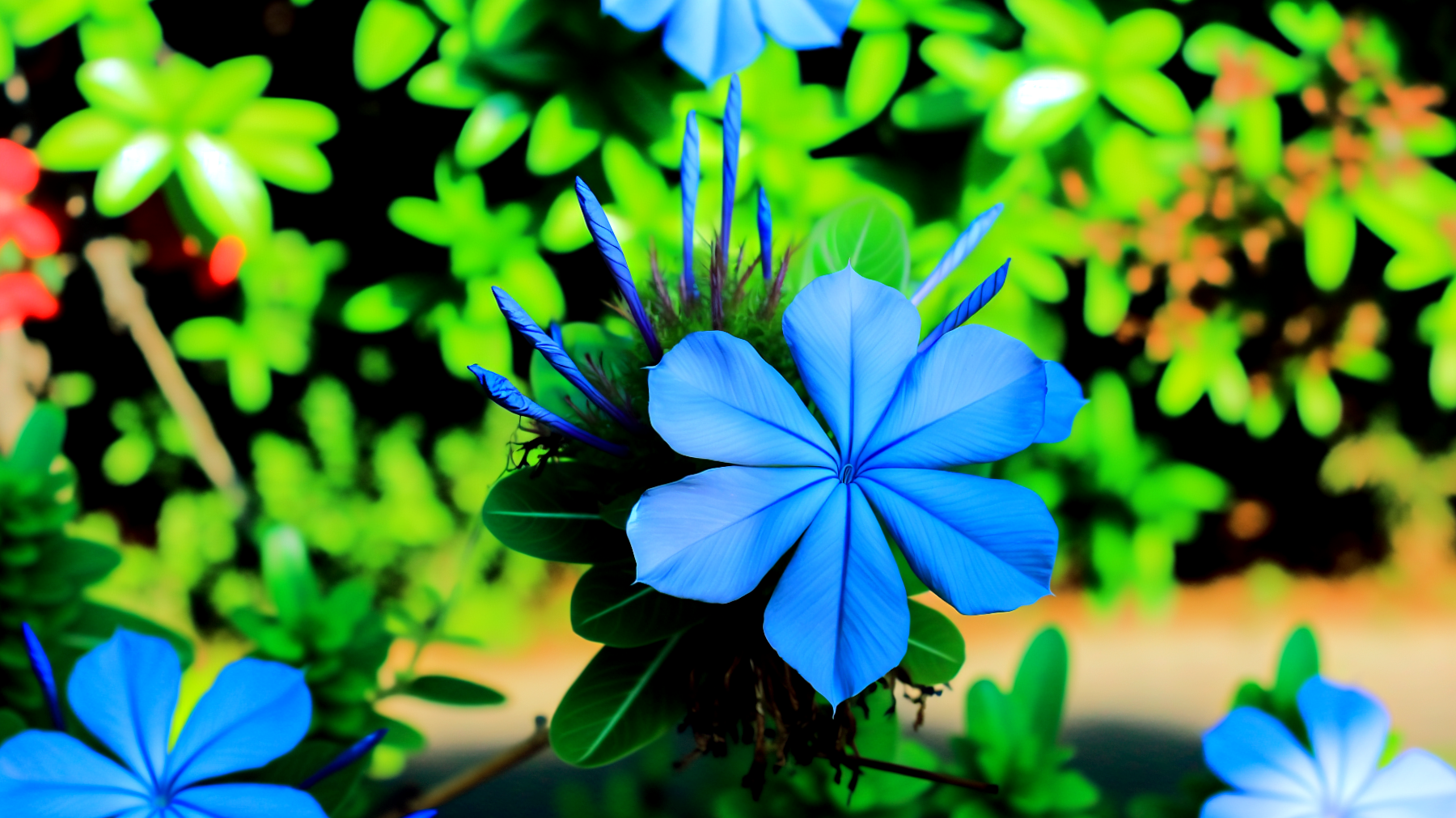 Plumbago rampicante giardino fiorito"